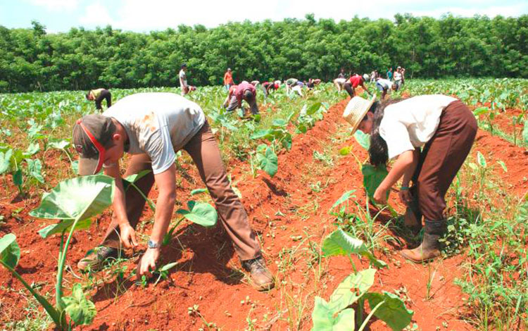 Producción agropecuaria en Cuba.