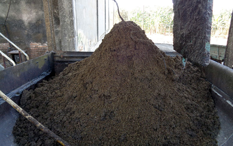 Miel, urea, bagacillo
