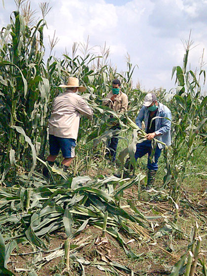 Familia del productor Luis Alcina en la cosecha de maíz. Familia del productor Luis Alcina en la cosecha de maíz.
