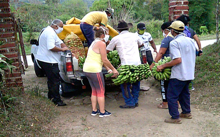 Campesinos de Manicaragua acopian productos para donación ante situación de la COVID-19.