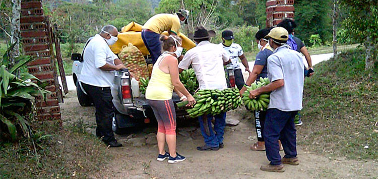 Campesinos de Manicaragua acopian productos para donación ante situación de la COVID-19.