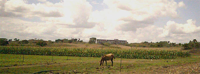Plantaciones de maíz y viandas en Manicaragua, Villa Clara, Cuba. Plantaciones de maíz y viandas en Manicaragua, Villa Clara, Cuba.