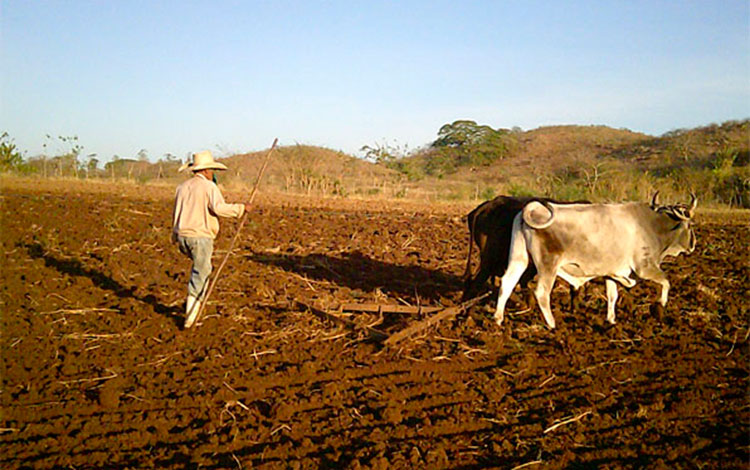 Uso de la tracción animal en los campos de Manicaragua, Villa Clara, Cuba. Uso de la tracción animal en los campos de Manicaragua, Villa Clara, Cuba.