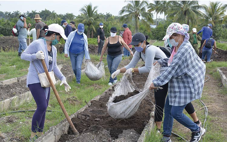 Brigadas de trabajadores de Villa Clara laborando en el organopónico Las Marianas.