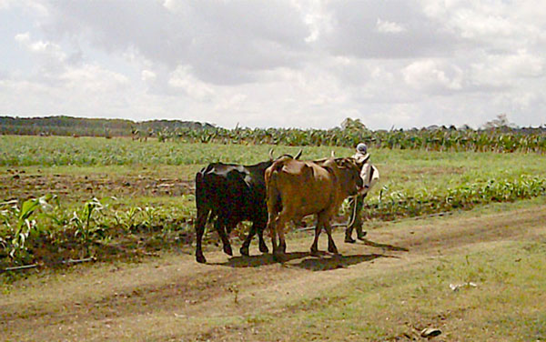 Uso de la tracción animal en la agricultura.