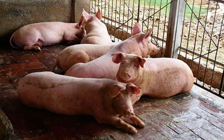 Cría de cerdos en Villa Clara. Cría de cerdos en Villa Clara.