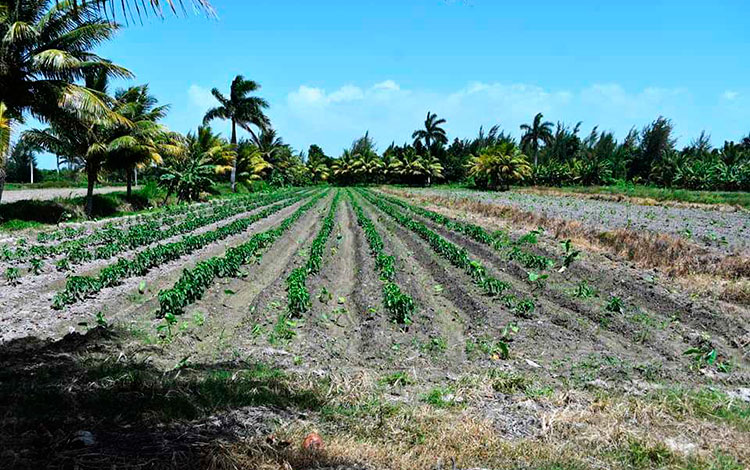 Cultivo en Villa Clara.