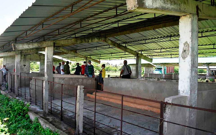 Naves para el desarrollo porcino en Villa Clara. Naves para el desarrollo porcino en Villa Clara.