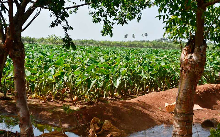 Cultivo de malanga en la zona de Dolores, en Villa Clara. Cultivo de malanga en la zona de Dolores, en Villa Clara.