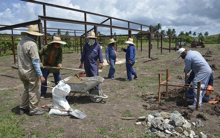 Casas de cultivo en Falcón, Placetas