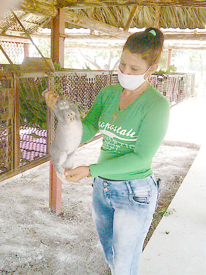 Cría de conejos en módulos agropecuarios de la Empresa Azucarera Villa Clara. Cría de conejos en módulos agropecuarios de la Empresa Azucarera Villa Clara.