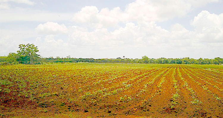 Rotación de cultivos en tierras atendidas por los azucareros de Villa Clara.