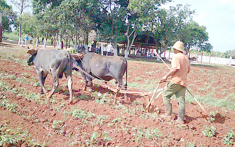 Uso de la tracción animal en la agricultura por azucareros villaclareños.