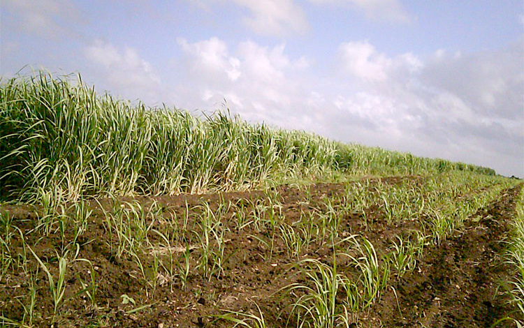 La inadecuada atención a las cepas y la baja calidad en las atenciones culturales de las plantaciones repercuten en los rendimientos agrí­colas. Aspecto muy diferente a lo que se aprecia aquí­. (Foto: Luis Machado Ordetx).