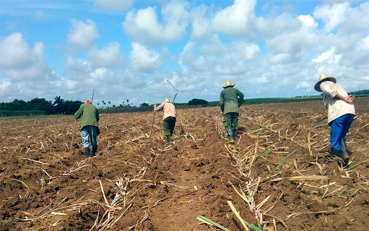 La siembra de caña, una prioridad para lograr mayores producciones de azúcar. (Foto: Luis Machado Ordetx).