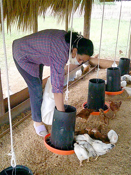 Crí­a de aves en módulo agropecuario de unidad azucarera.