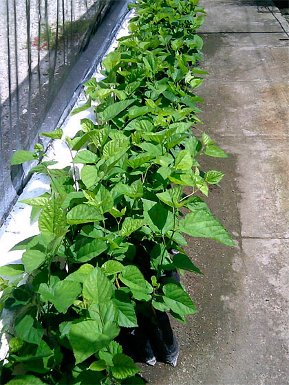 Cultivo de plantas proteicas.