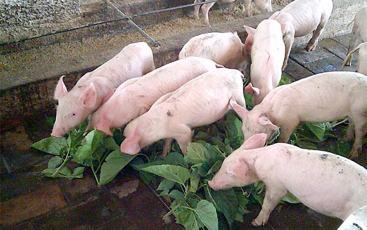 Programa porcino en módulo agropecuario del sector azucarero.
