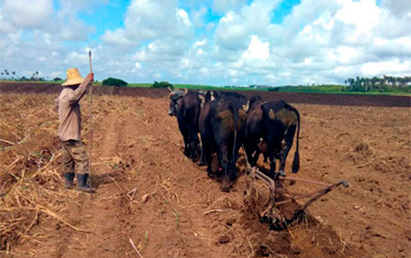 Tracción animal en la agricultura.