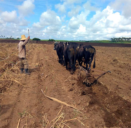 Empleo de la tracción animal en la agricultura.