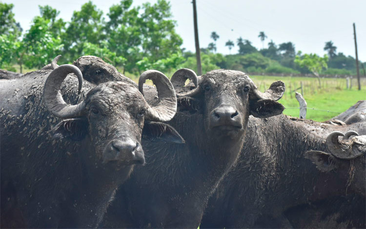 Cría de búfalos en Macún, Sagua la Grande, Cuba.