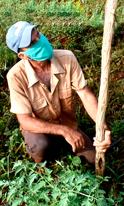 Javier Sánchez, cosechero de Sagua la Grande. Javier Sánchez, cosechero de Sagua la Grande.