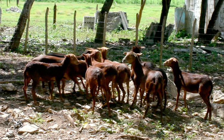 Crianza de carneros en Villa Clara.