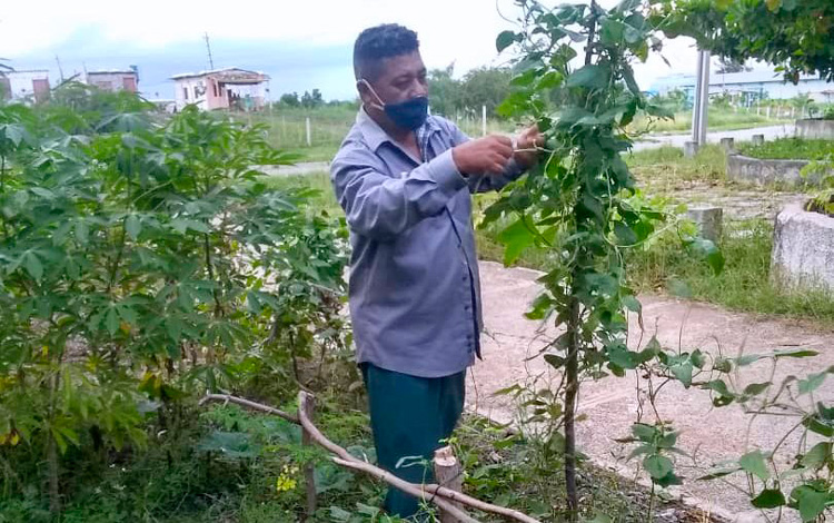 Agricultura familiar 