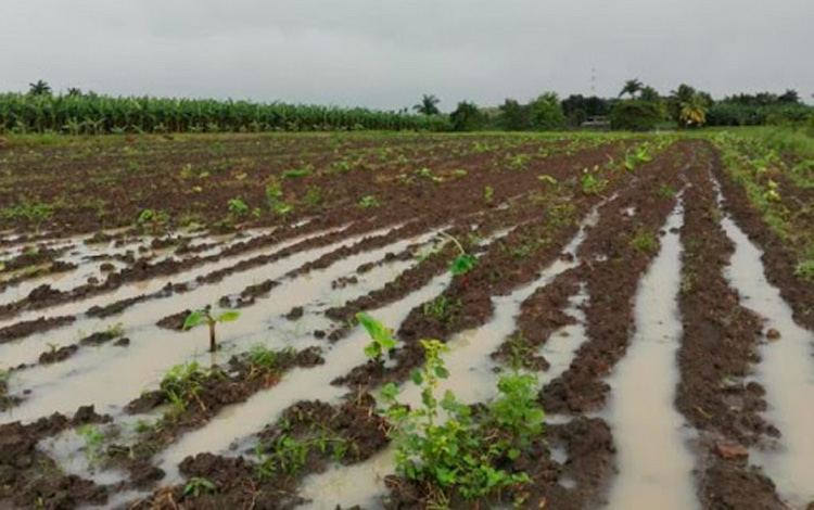 Cultivos perdidos por inundaciones