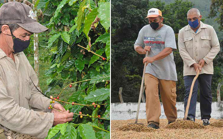 Recogida y secado de café en Manicaragua.