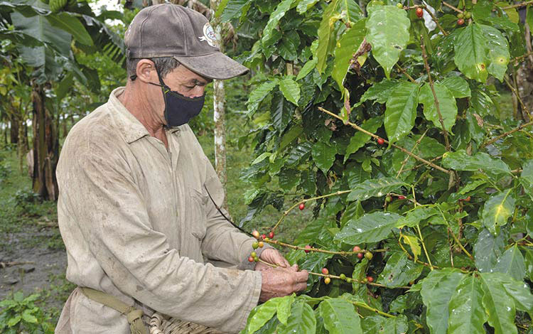 Marcial Fuentes, caficultor de Villa Clara.