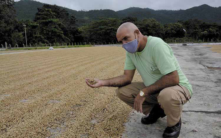 Raúl íguila, especialista en el cultivo de café. Raúl íguila, especialista en el cultivo de café.