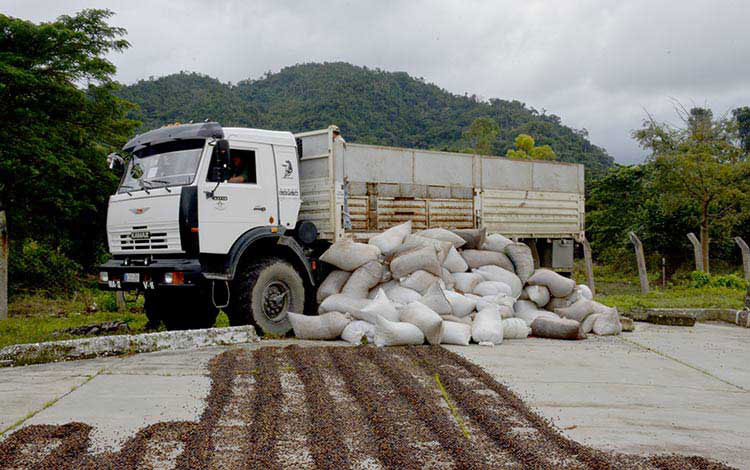 Transportación del café hacia los centros de beneficio. Transportación del café hacia los centros de beneficio.