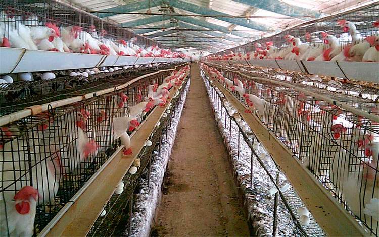 A partir del estricto cumplimiento de las normas higiénico-sanitarias y de bioseguridad, así­ como de vigilancia epidemiológica,  los trabajadores de la instalación están comprometidos en rebasar el plan de producción con la entrega de otros 5 millones 537 mil huevos. (Foto: Luis Machado Ordetx).