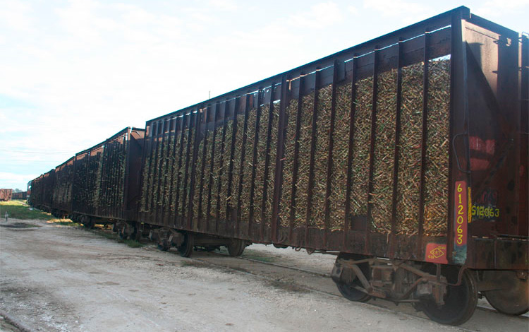 Primeras entregas de caña en el ingenio José María Pérez, de Camajuaní, Villa Clara.