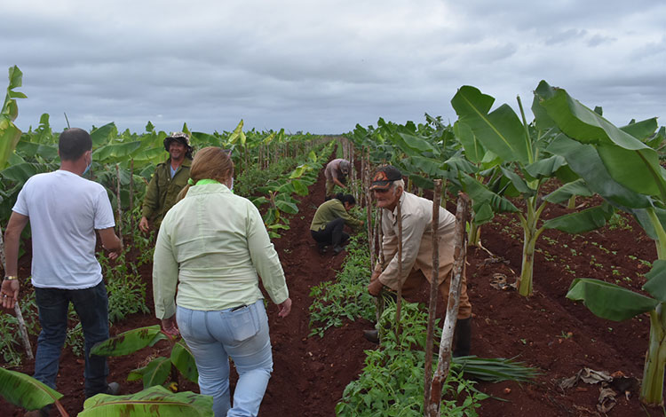 La primera secretaria del Partido y el gobernador de Villa Clara recorren finca del campesino Osvaldo Socarrás, en Sagua la Grande.
