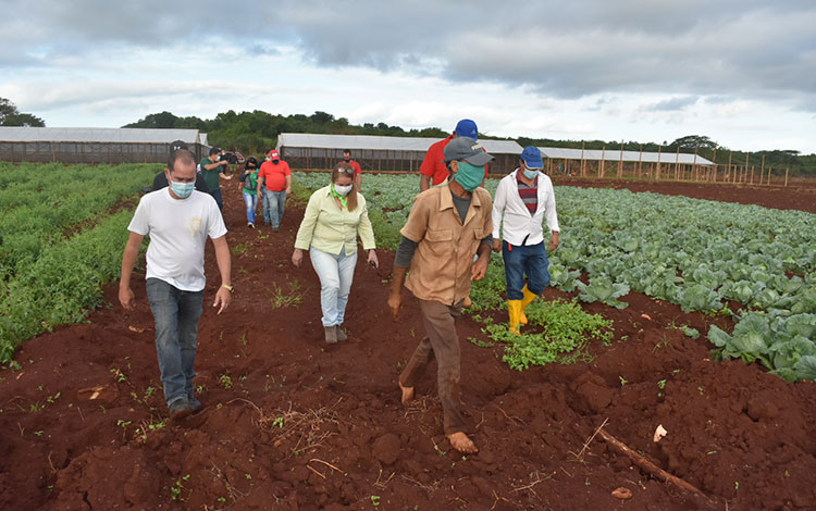 La primera secretaria del Partido y el gobernador de Villa Clara recorren finca del campesino Javier Sánchez, en Sagua la Grande.
