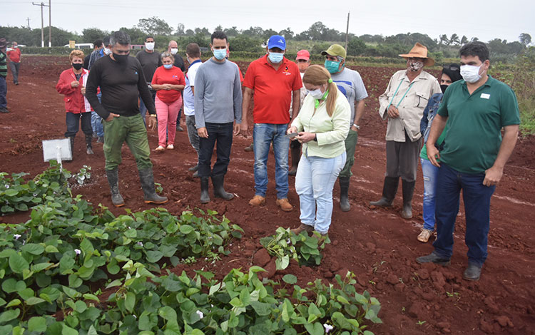 La primera secretaria del Partido y el gobernador de Villa Clara recorren plantaciones de boniato en Quemado de Gí¼ines.