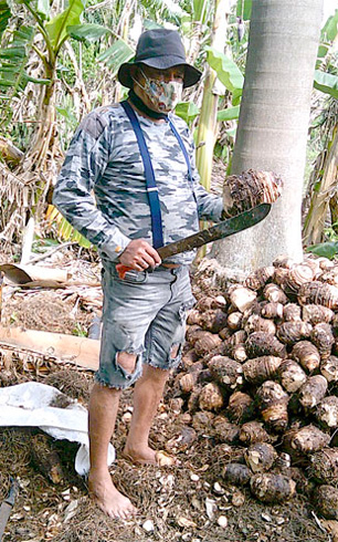 El campesino José Ruperto Machado López de Castro prepara la semilla para inmediato fomentar un cultivo que considera como un privilegio para cualquier época. (Foto: Luis Machado Ordetx). El campesino José Ruperto Machado López de Castro prepara la semilla para inmediato fomentar un cultivo que considera como un privilegio para cualquier época. (Foto: Luis Machado Ordetx).
