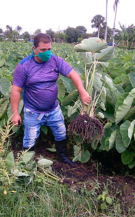 El campo de malanga, a punto de cosecha, deja en Yordanis Viera Amador la satisfacción por las horas de esfuerzo y recursos dedicados en la siembra y atenciones culturales a la plantación. (Foto: Luis Machado Ordetx). El campo de malanga, a punto de cosecha, deja en Yordanis Viera Amador la satisfacción por las horas de esfuerzo y recursos dedicados en la siembra y atenciones culturales a la plantación. (Foto: Luis Machado Ordetx).