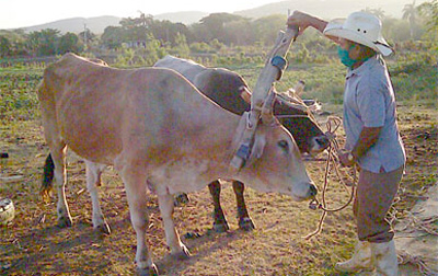 La tracción animal, la vía más socorrida para atender pequeñas plantaciones de cultivos varios. (Foto: Luis Machado Ordetx). La tracción animal, la vía más socorrida para atender pequeñas plantaciones de cultivos varios. (Foto: Luis Machado Ordetx).