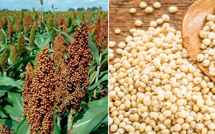 Sorgo sembrado y el grano recolectado.