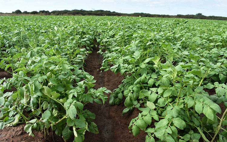 Plantación de papa en Manacas, Santo Domingo, Villa Clara. Plantación de papa en Manacas, Santo Domingo, Villa Clara.