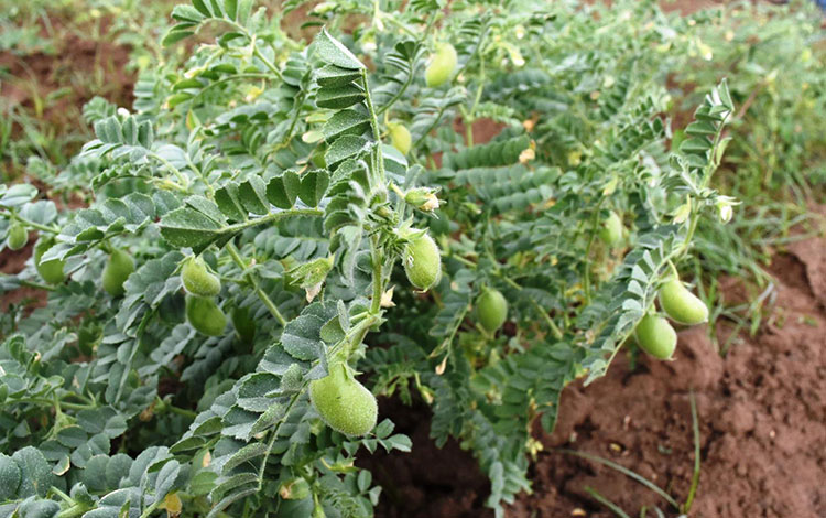 Cultivo de garbanzo en Santo Domingo, Villa Clara. Cultivo de garbanzo en Santo Domingo, Villa Clara.