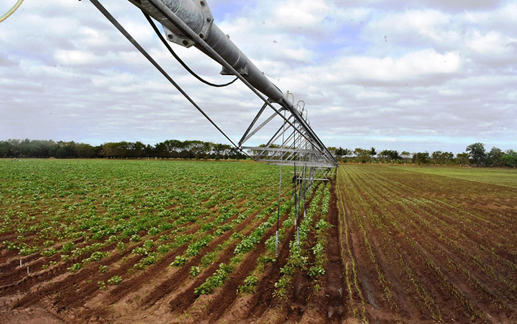 Plantación bajo riego en el polo productivo de Manacas-Cascajal.