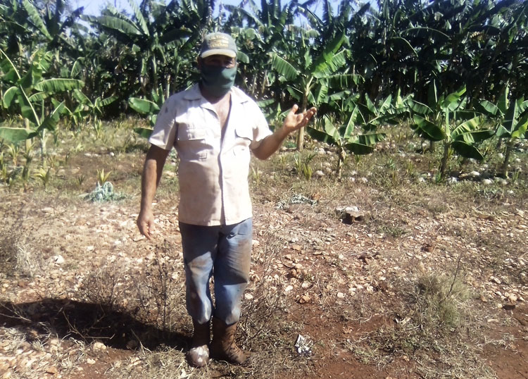 Campesino Jorge Rodrí­guez en su parcela cultivada.