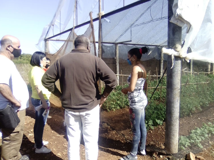 Casa de cultivo de la comunidad de Dolores, en Caibarién.