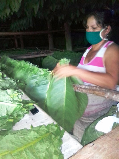 Enserte de hojas de tabaco en San Pablo.