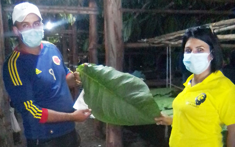 Hoja de tabaco de la finca de Noel Ramí­rez, en Tahón.