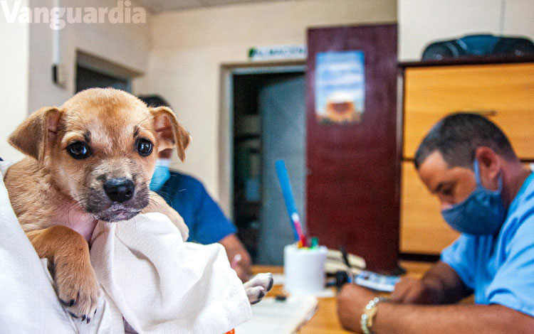 Perrito en clínica veterinaria.